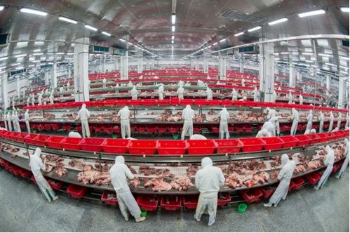 金鑼用AI和溯源守護每一口美味